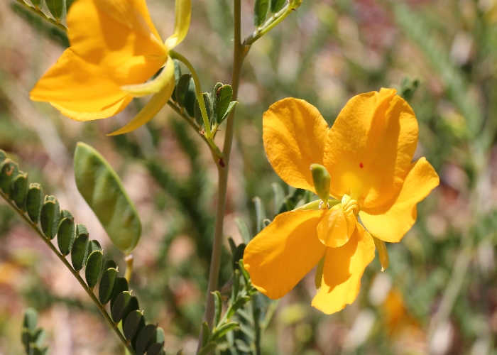 Australian Desert Plants Fabaceae